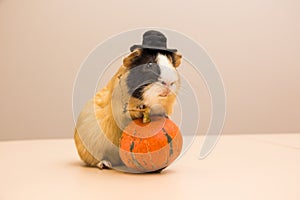 Halloween pumpkin with cute and funny guinea pig