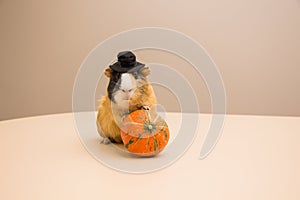 Halloween pumpkin with cute and funny guinea pig