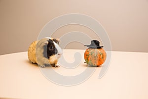 Halloween pumpkin with cute and funny guinea pig