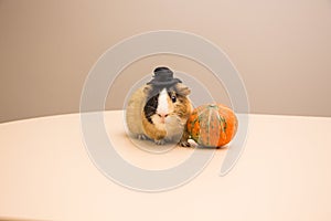 Halloween pumpkin with cute and funny guinea pig