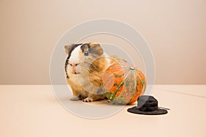 Halloween pumpkin with cute and funny guinea pig