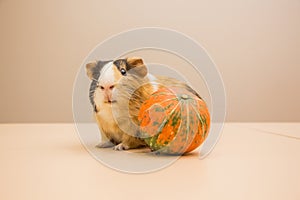 Halloween pumpkin with cute and funny guinea pig