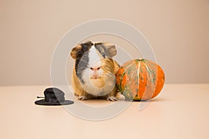 Halloween pumpkin with cute and funny guinea pig