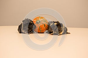 Halloween pumpkin with cute and funny guinea pig