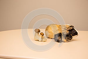 Halloween pumpkin with cute and funny guinea pig