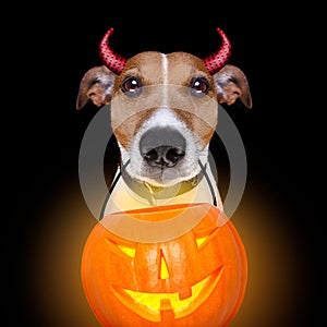 Halloween pumpkin devil dog isolated on black