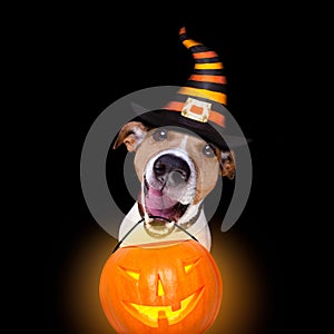 Halloween pumpkin dog isolated on black