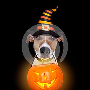Halloween pumpkin dog isolated on black