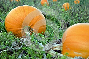 Halloween pumpkin field
