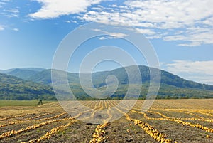 Halloween Pumpkin field