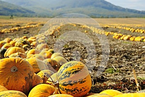 Halloween Pumpkin field