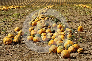 Halloween Pumpkin field