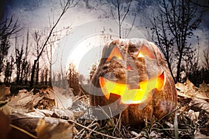 Halloween pumpkin in the forest