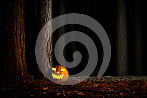 Halloween Pumpkin In A Forest At Night