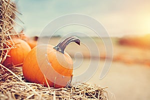 Halloween pumpkin on hay