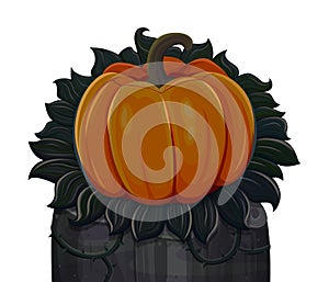 Halloween pumpkin. Isolated on white background