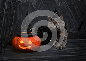 Halloween pumpkin jack o lantern and cute british cat in a wizard costume on a dark background. Halloween cat in a witch hat and a