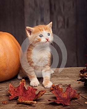 Halloween pumpkin jack-o-lantern and ginger kitten on black wood