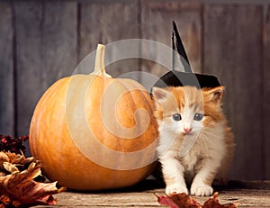 Halloween pumpkin jack-o-lantern and ginger kitten on black wood