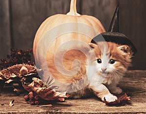 Halloween pumpkin jack-o-lantern and ginger kitten on black wood background