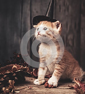 Halloween pumpkin jack-o-lantern and ginger kitten on black wood background