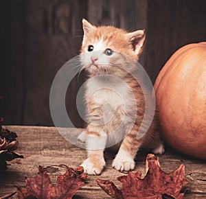 Halloween pumpkin jack-o-lantern and ginger kitten on black wood background