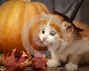 Halloween pumpkin jack-o-lantern and ginger kitten on black wood background