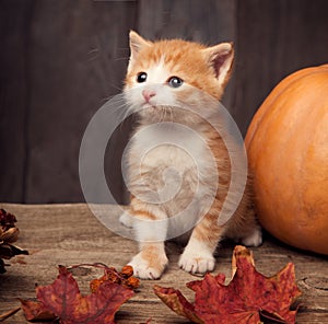 Halloween pumpkin jack-o-lantern and ginger kitten on black wood background