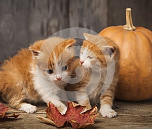 Halloween pumpkin jack-o-lantern and ginger kitten on black wood background