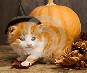 Halloween pumpkin jack-o-lantern and ginger kitten on black wood background