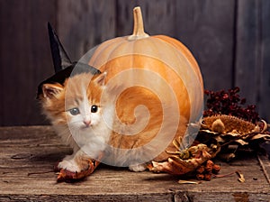 Halloween pumpkin jack-o-lantern and ginger kitten on black wood