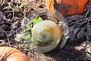 Pumkin patch on farm land.family fun halloween carvings