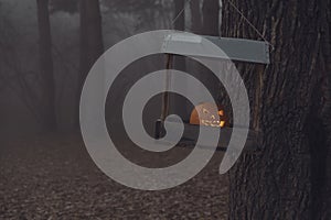 Halloween pumpkin lies in feeder in autumn forest