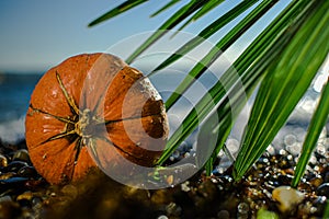 Halloween pumpkin on a palm leaf on the wet stones of the sea coast. the symbol of the harvest