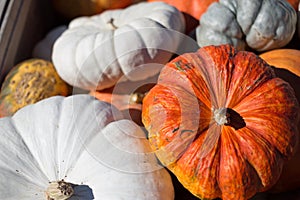 Halloween Pumpkin patch, thanksgiving farm life