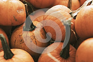 Halloween pumpkin pile close up background