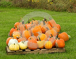 Halloween pumpkin pile on wood farm pallet