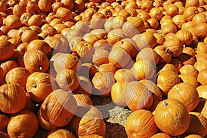 Halloween pumpkin scarecrow