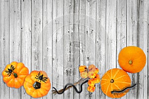 Halloween pumpkin spider flatlay wood background