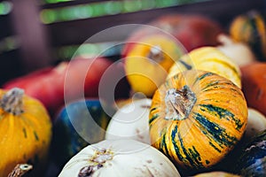 Halloween pumpkin, squash background