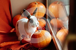 Halloween pumpkin, white rabbit with brown ears looks out the window