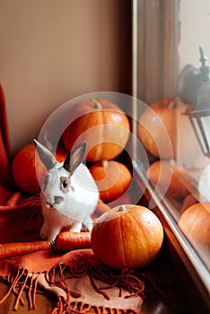 Halloween pumpkin, white rabbit with brown ears looks out the window