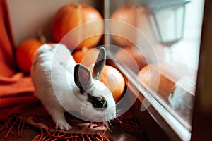 Halloween pumpkin, white rabbit with brown ears looks out the window