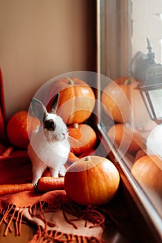 Halloween pumpkin, white rabbit with brown ears looks out the window