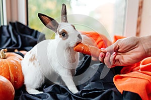 halloween pumpkin, white rabbit eats a carrot