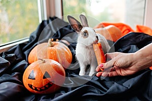 halloween pumpkin, white rabbit eats a carrot