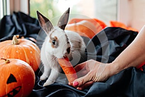 halloween pumpkin, white rabbit eats a carrot