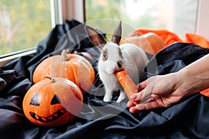 halloween pumpkin, white rabbit eats a carrot