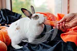halloween pumpkin, white rabbit eats a carrot