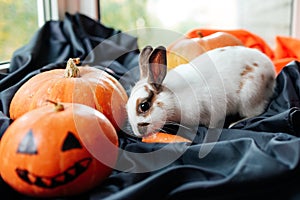 halloween pumpkin, white rabbit eats a carrot